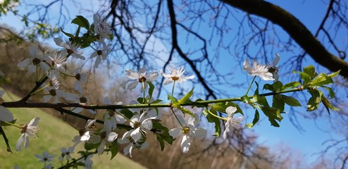 Apple tree blossom in spring