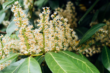 fleurs de laurier sauce