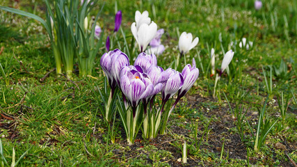 Crocus flowers are among the first heralds of spring ...
