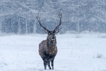 Scottish red deer (Cervus elaphus) in snowy winter forest in blizzard, Scotland - selective focus