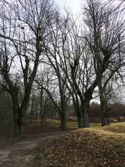 Road in autumn forest. Autumn landscape. Bare trees. Czech Republic