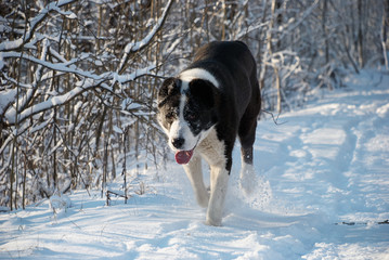 Central Asian Shepherd Dog in the winter forest