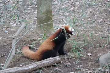 レッサーパンダ