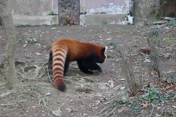 レッサーパンダ