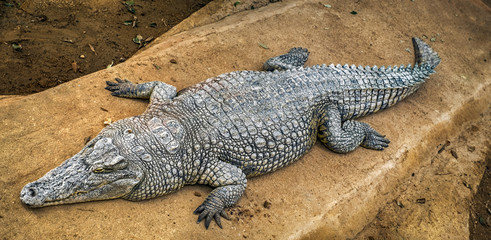 Crocodile lying on the rocks