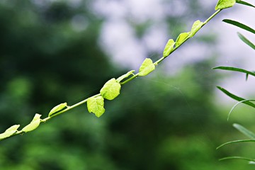 공주산성입니다