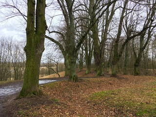 Road in autumn forest. Autumn landscape. Bare trees. Czech Republic