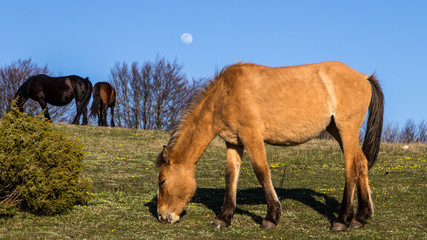 Fototapeta premium Free horses in the mountains of the Drôme, France