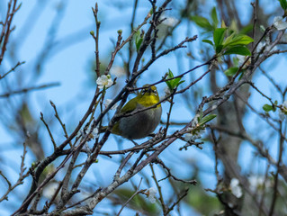 Indian white eye or Oriental white eye