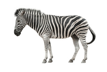 Fototapeta na wymiar Zebra isolate with clipping path on white background