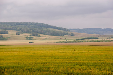 Fototapeta premium Calm blue sky in the early autumn sky over green fields, trees, forests and huge mountains. A lot of meadow herbs around. Day. Travel through nature landscape