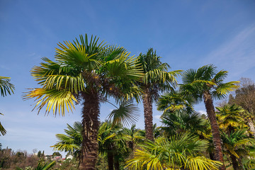 Fototapeta na wymiar Green palm trees on a background of blue sky