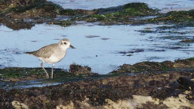 a baby sanderling at the californian shore