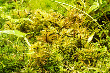 Ferns and moss in the rainforest. Close-up Selective focus.
