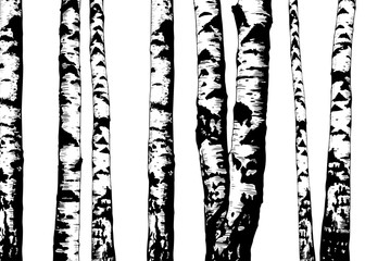 .Birch trees. Vector background. Hand drawn vector illustration in sketch style.  Nature template.