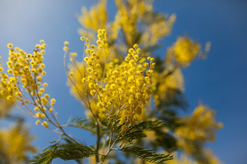 Yellow mimosa flowers on a background of blue sky in spring. Women's Day March 8th. Selective focus