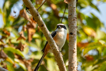 Long-tailed shrike bird