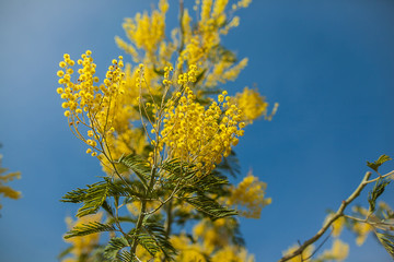 Fototapeta na wymiar Yellow mimosa flowers on a background of blue sky in spring. Women's Day March 8th. Selective focus