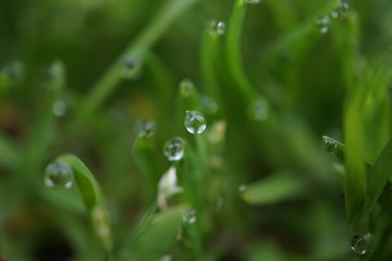 morning dew