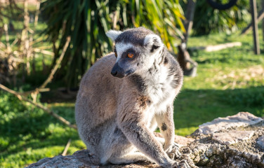 Close up of a Ring Tailed Lemur