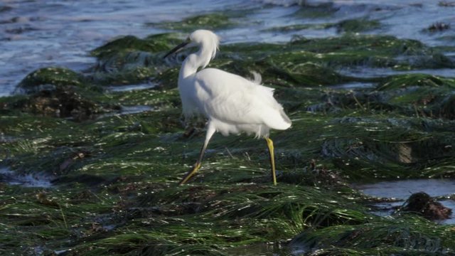 snowy egret is searching food at the californian coast