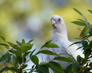 Corella looking over leaves