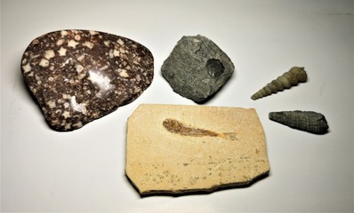 Dendriten Fossilien