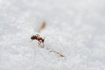 Kältestarre Waldameise auf Schneebedektem Ameisenhügel nach spätem Wintereinbruch, Winterstarre Waldameise auf Schneedecke, von Schneefall überraschte Waldameise, Waldameise im Schnee