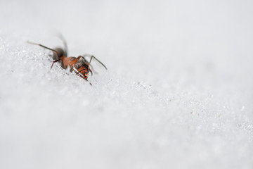 Waldameise auf Eis und Schnee, Von Frost überraschte Waldameise liegt kältestarr auf Schnee, Kältestarre Waldameise nach Wintereinbruch und spätem Schneefall auf Schneebedecktem Ameisenhügel