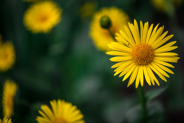 Defocus blur background of yellow spring flowers Doronicum on flowerbed