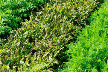 Green asparagus lettuce and carrots in growth at vegetable garden