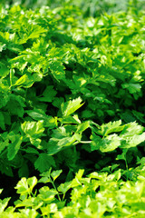 Green celery in growth at vegetable garden