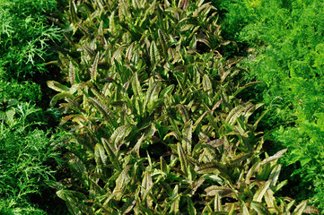 Green asparagus lettuce and carrots in growth at vegetable garden