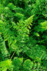 Green carrot plants in growth at vegetable garden