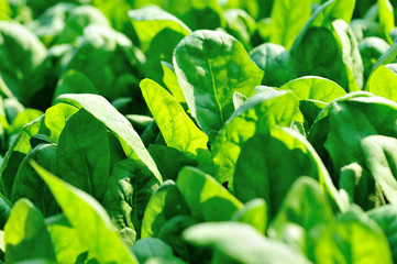 Obraz premium Green spinach in growth at vegetable garden
