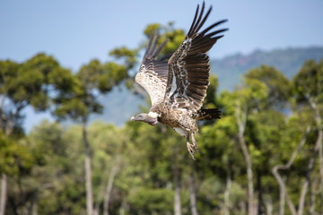 vuelo 6