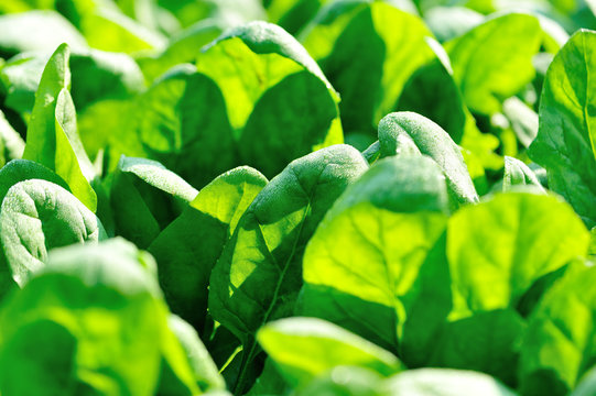 Green spinach in growth at vegetable garden