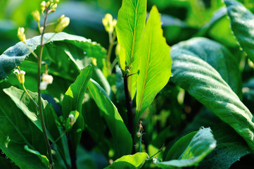 Green chinese kale plants in growth at vegetable garden