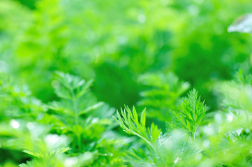 Green carrot plants in growth at vegetable garden