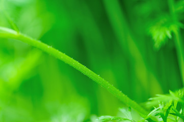 Green carrot plants in growth at vegetable garden