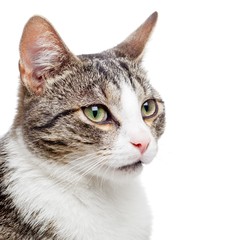 Close up portrait of young domestic cat kitten isolated on white