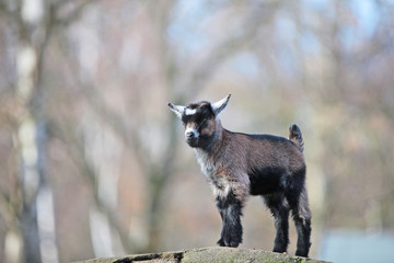 Kleine süße Ziege Zicke Zicklein Goat steht auf einem Felsen