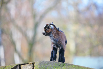 Kleine süße Ziege Zicke Zicklein Goat steht auf einem Felsen