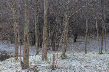 trees in winter