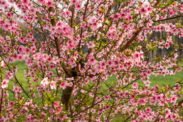 Beautiful peach tree flowers on green natual background