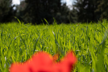 green grass with water drops