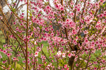 Beautiful peach tree flowers on green natual background