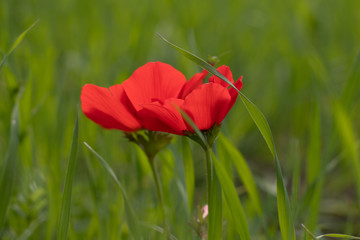 red tulips at the field