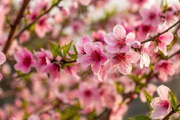 Fototapeta na wymiar Beautiful peach tree flowers close-up on green nature blur background