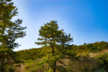 爪木崎の公園歩道